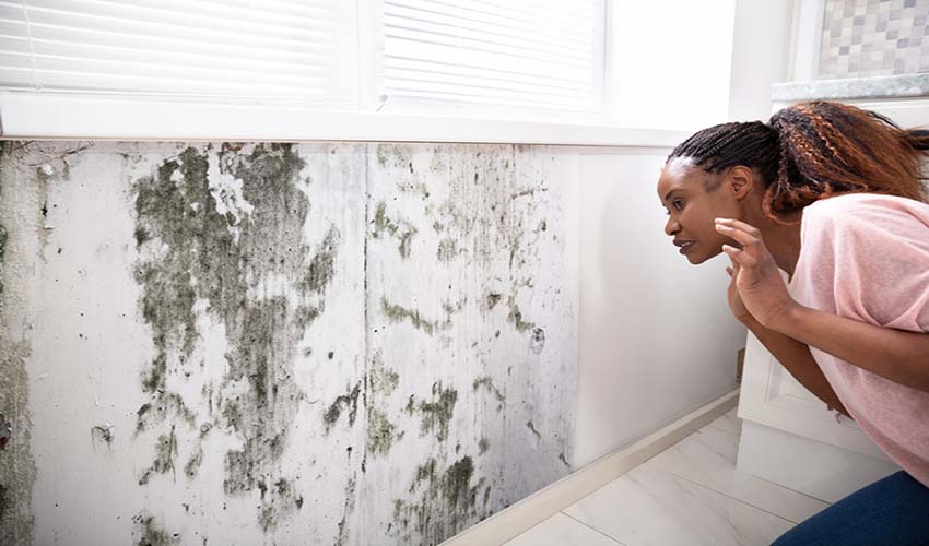 Mold Testing Home Inspection Services